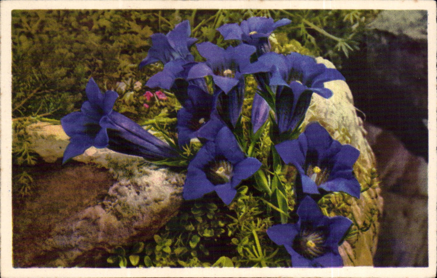 Flowers - Fleurs - bright purple flowers - CPA 