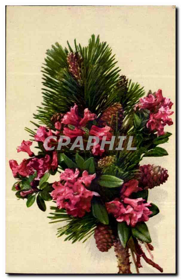 Fleurs - Flowers - Bouquet with pine needles - CPA 