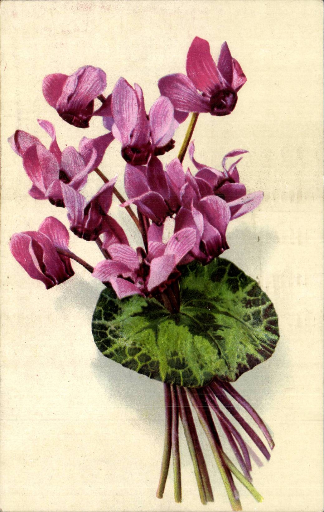 Fleurs - delicate purple flowers - CPA 