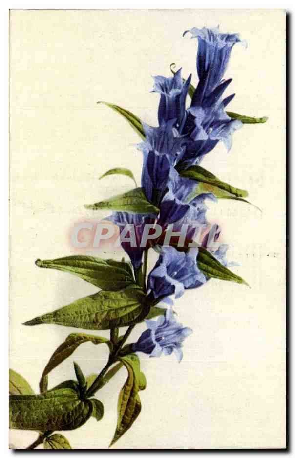 Fleurs - sprig of blue flowers - CPA 