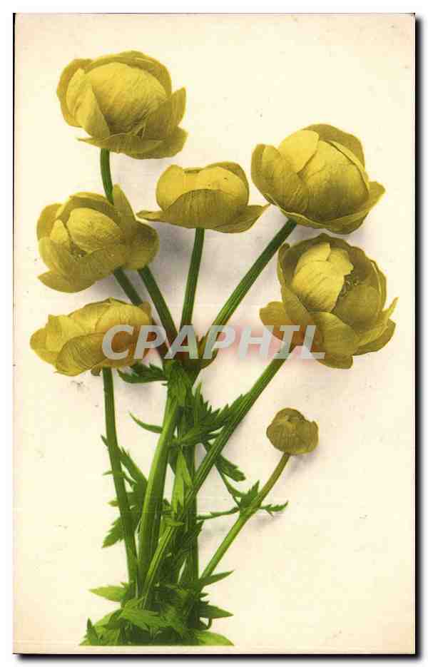 Fleurs - Flowers - Yellow Blossoms - CPA 