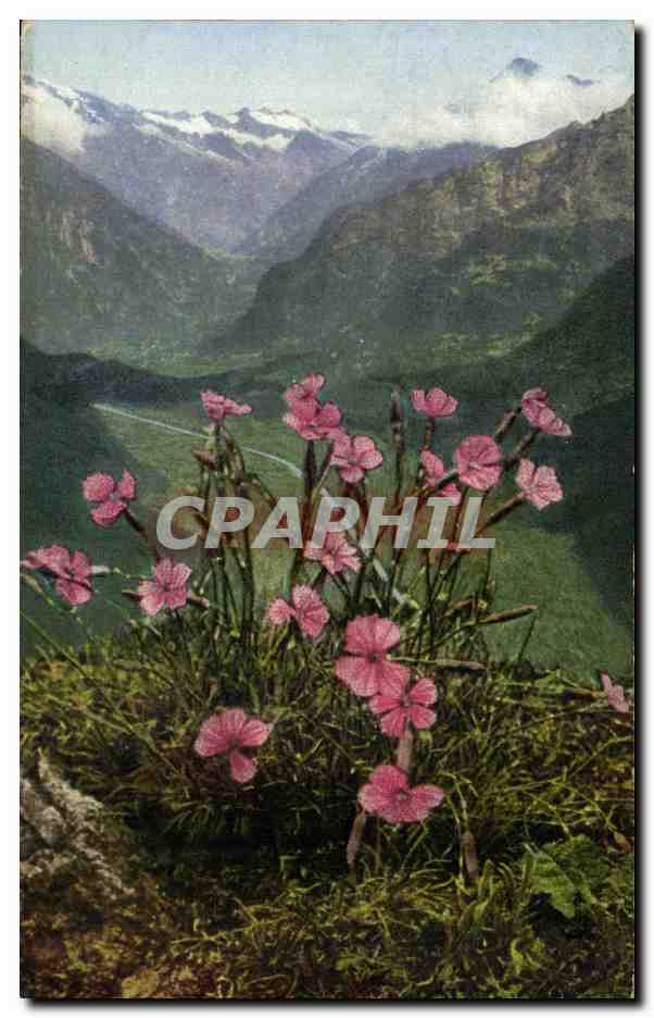 Fleurs - Flowers - wild flowers - mountains - CPA 