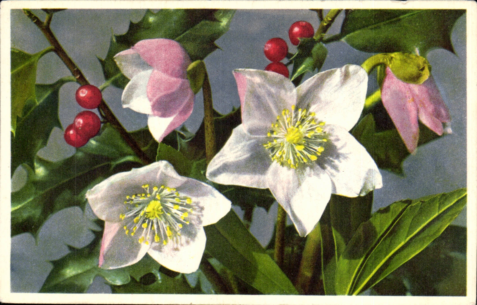 Fleurs - Pretty white flowers and red berries - CPA 
