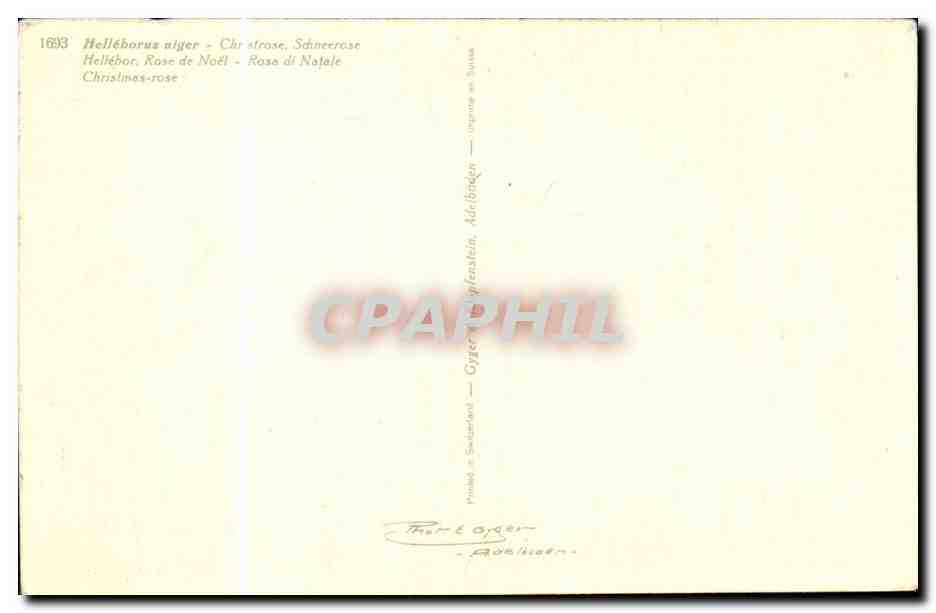 Fleurs - Pretty white flowers and red berries - CPA  — Verso