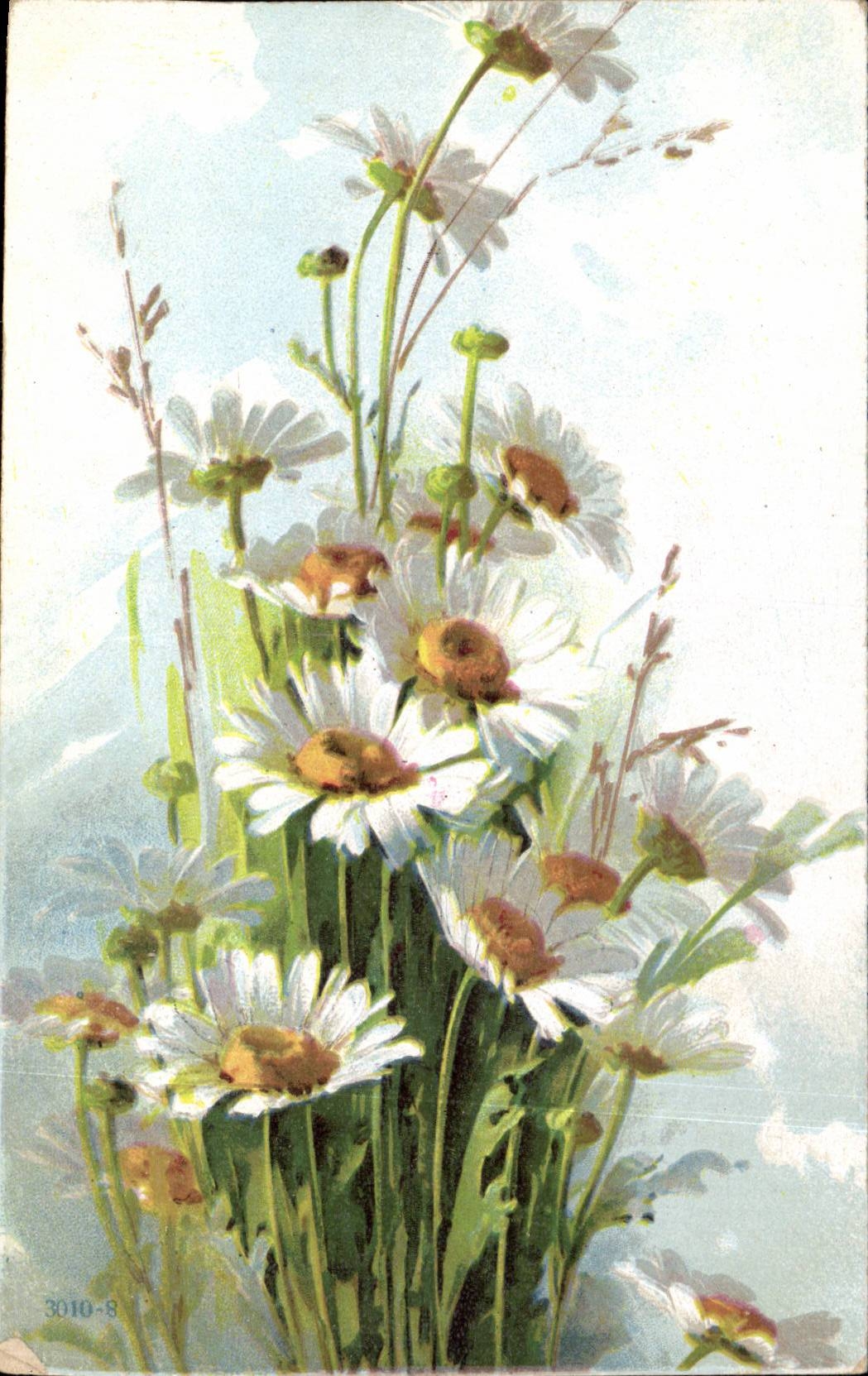 Fleurs - Flowers - pretty wildflowers - CPA 