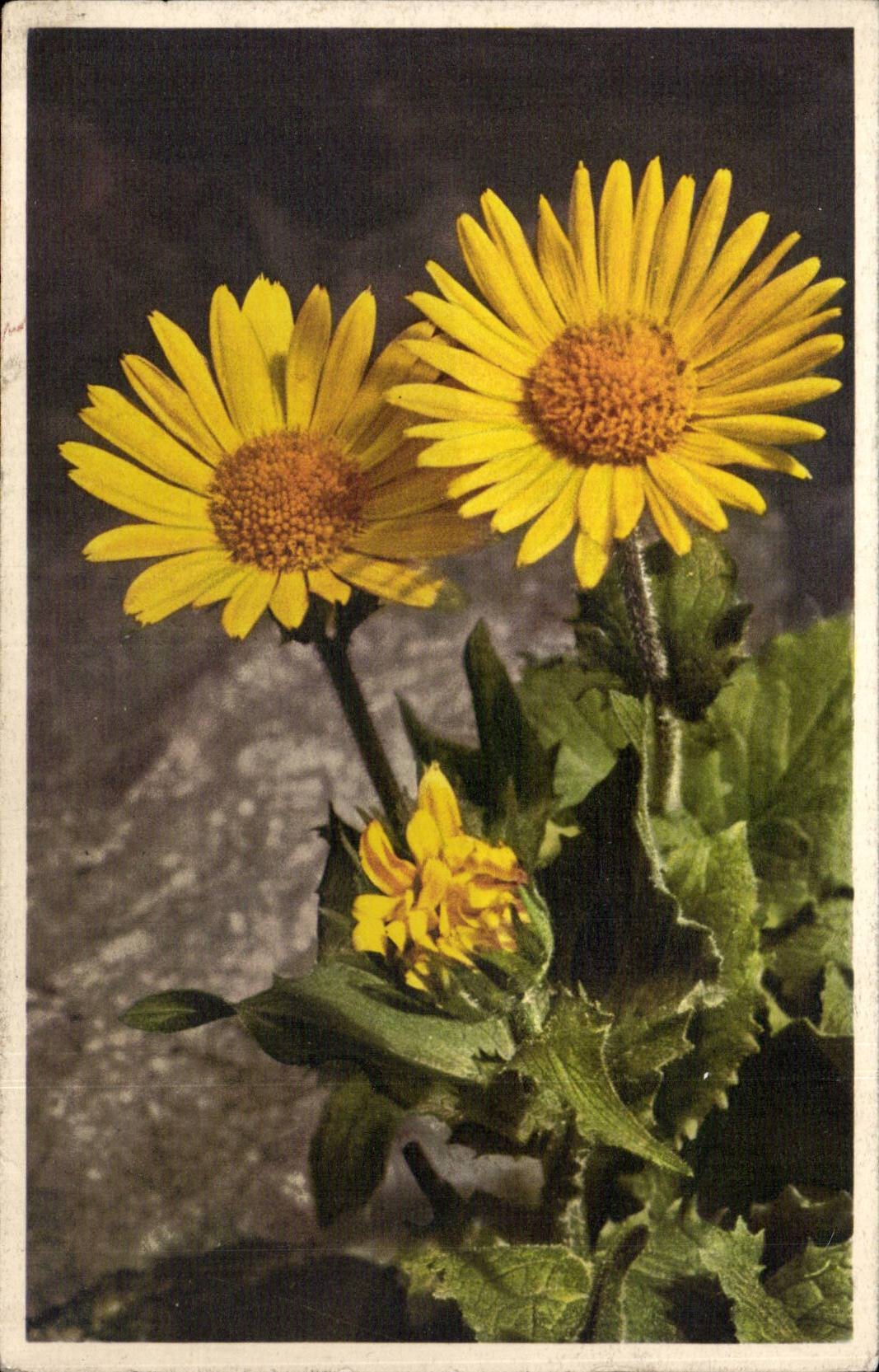 Fleurs - Flowers - Pretty Yellow Daisies - CPA 