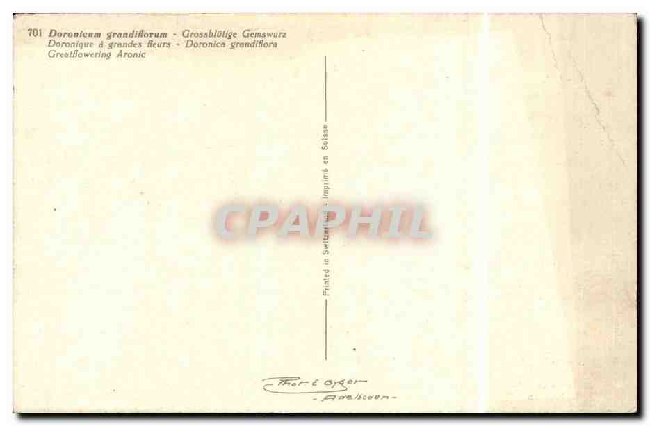 Fleurs - Flowers - Pretty Yellow Daisies - CPA  — Verso