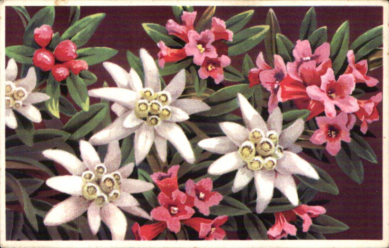 Fleurs - Flowers - very victorian flowers - CPA 