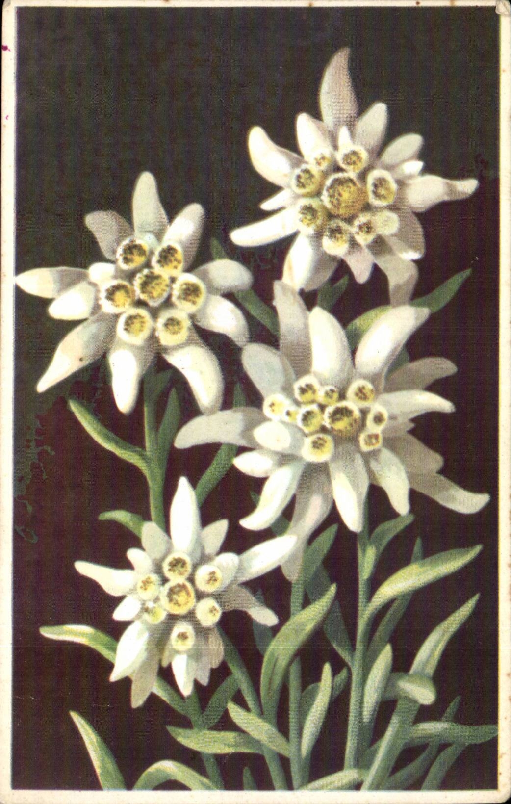Fleurs - Flowers - very victorian flowers - CPA 