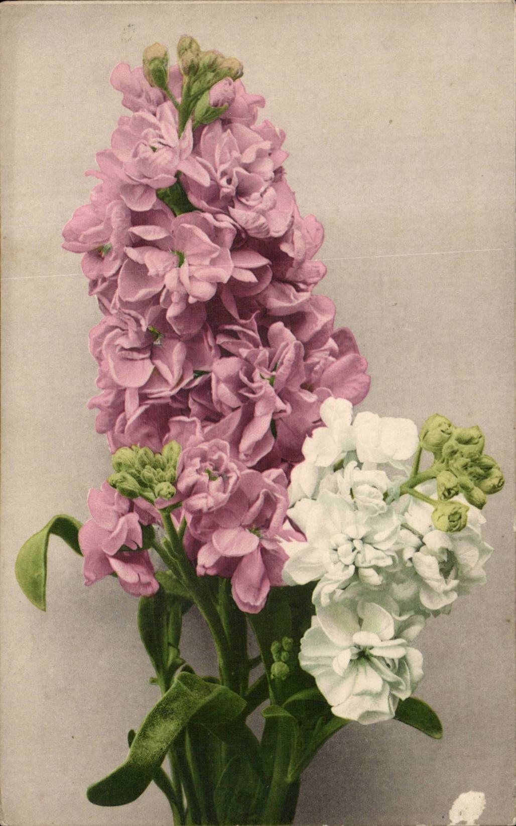 Fleurs - Flowers - pretty flowers in vase - CPA 