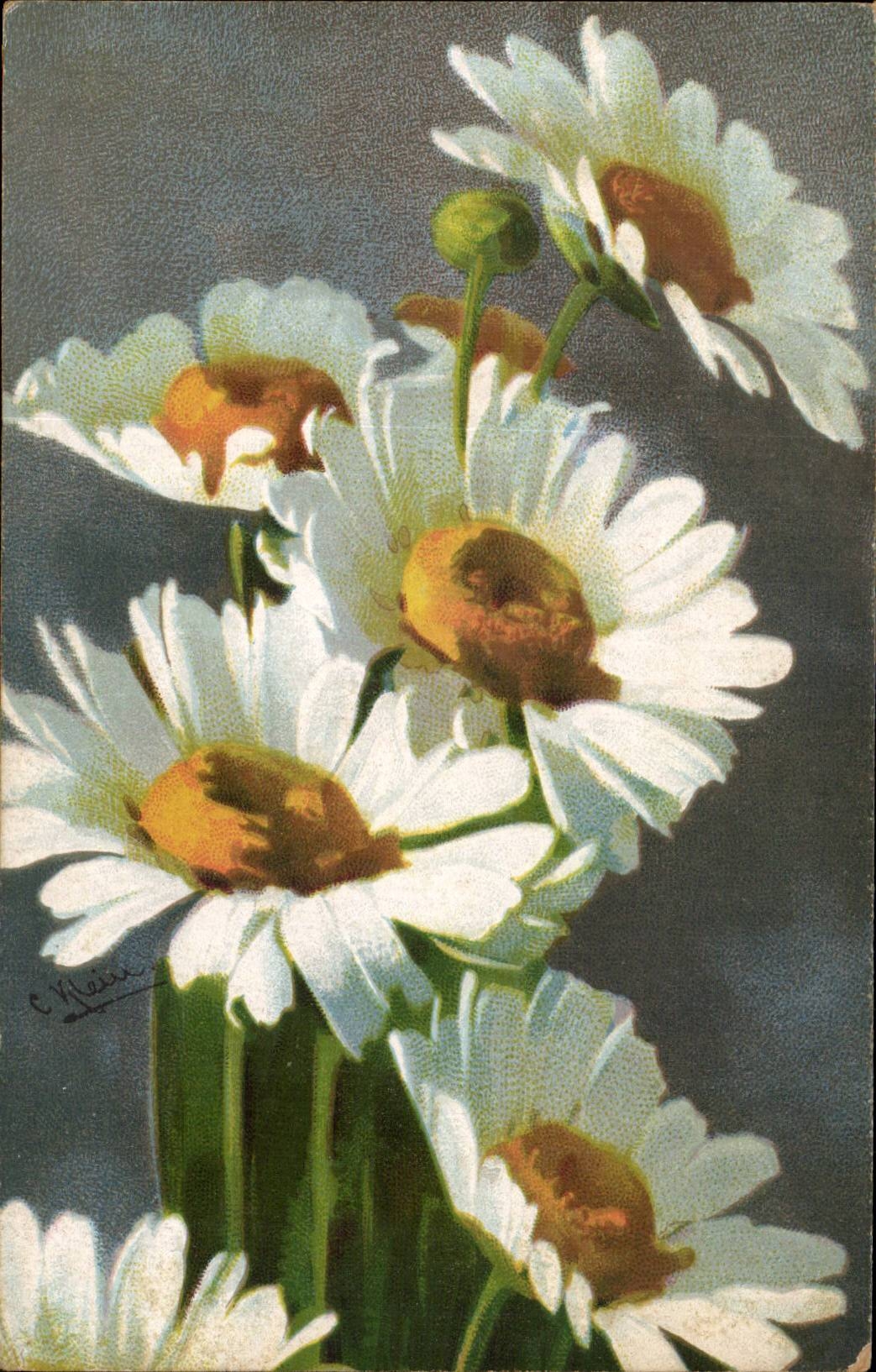 Fleurs - Flowers - Pretty Daisies - CPA 