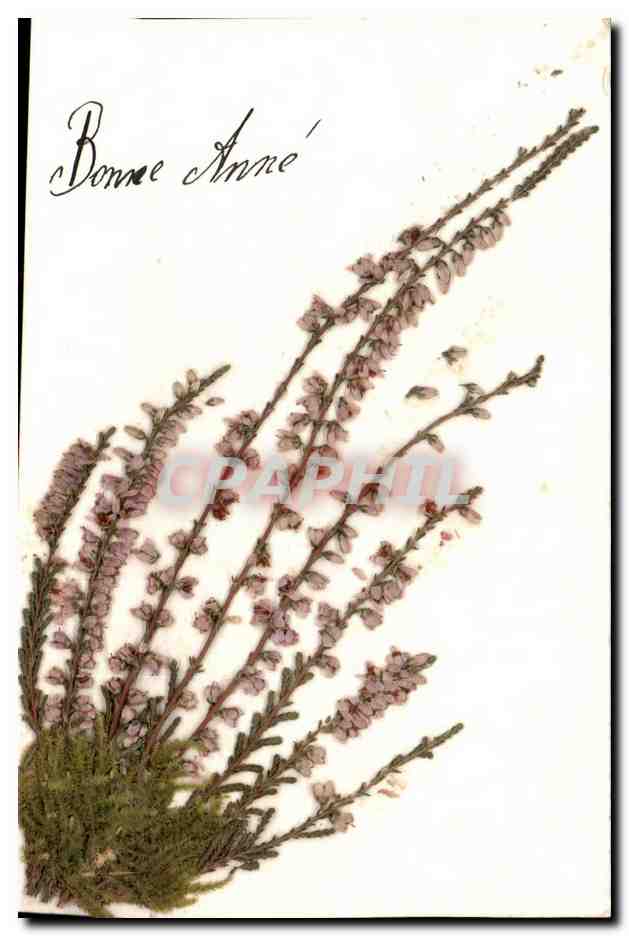 Fleurs - Flowers - Lavandre - Lavender - Bonne Annee - CPA Fleurs sechees