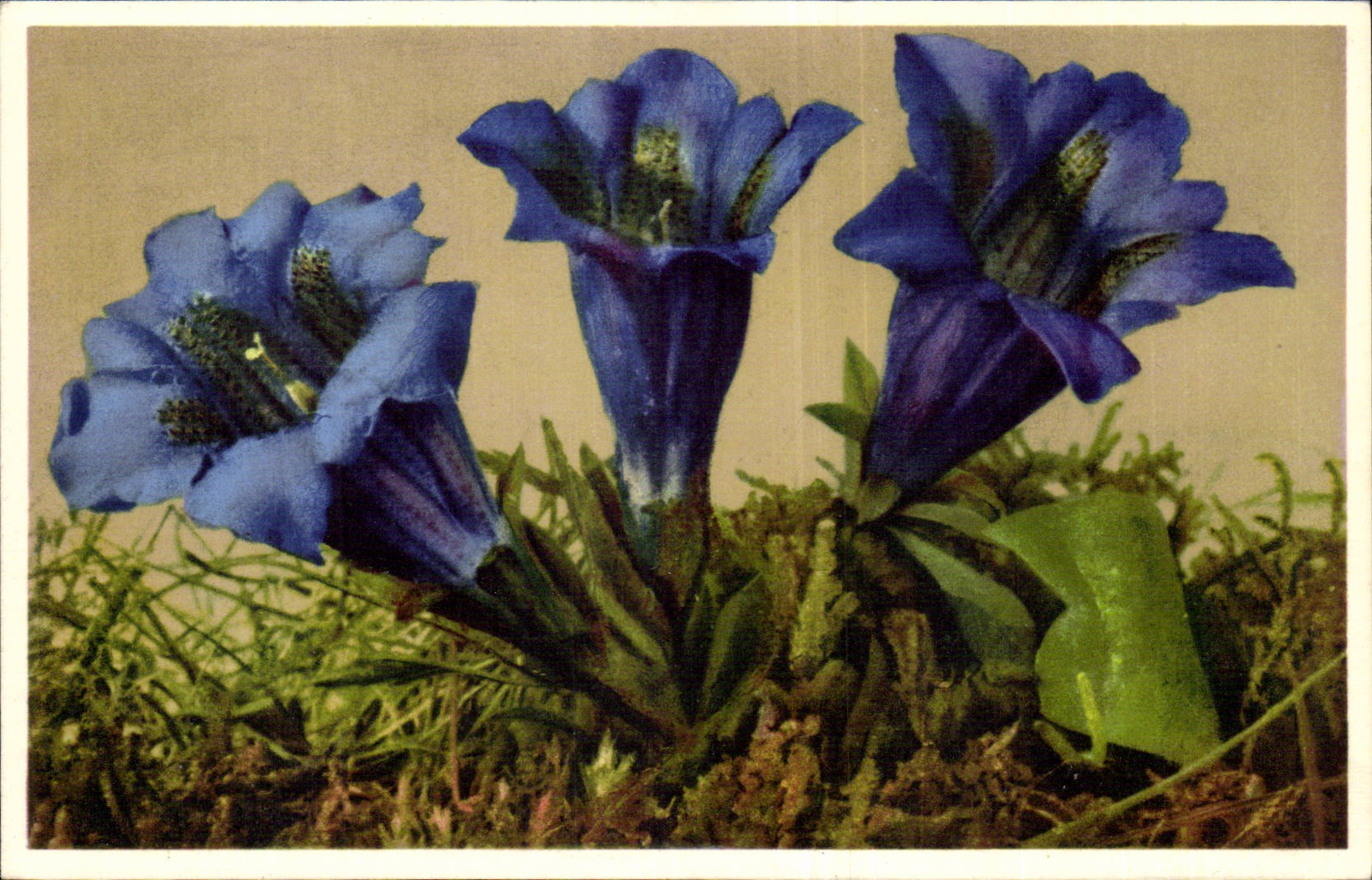 Fleurs - Flowers - Three large colorful flowers - CPA 