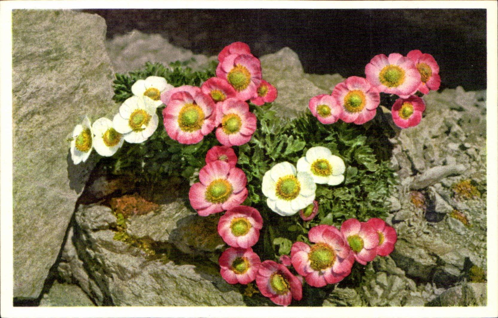 Fleurs - Flowers - mountain wildflowers - CPA 