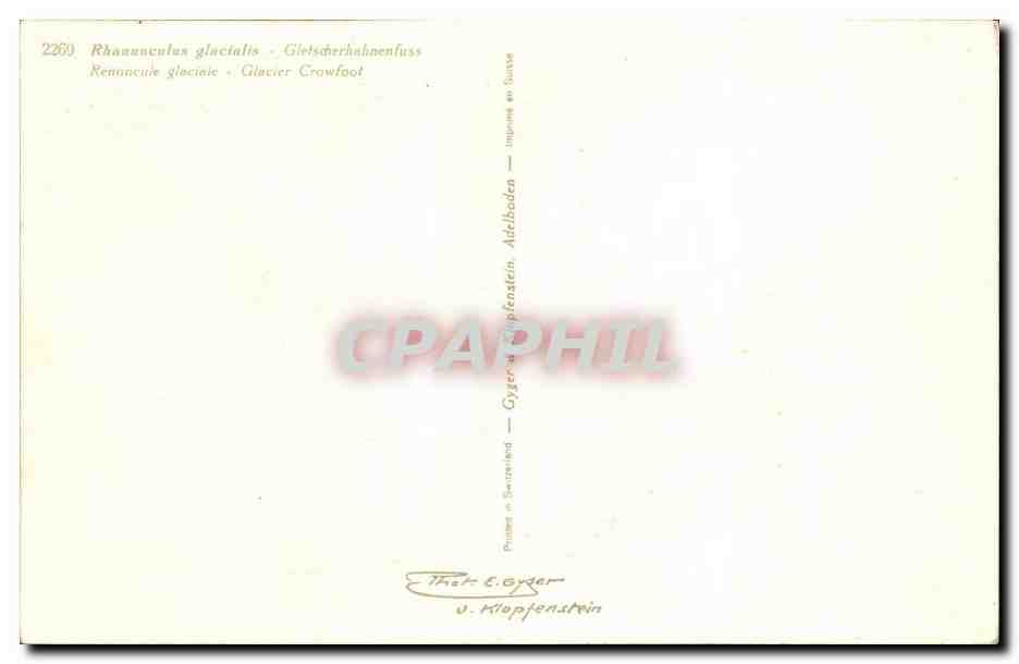Fleurs - Flowers - mountain wildflowers - CPA  — Verso