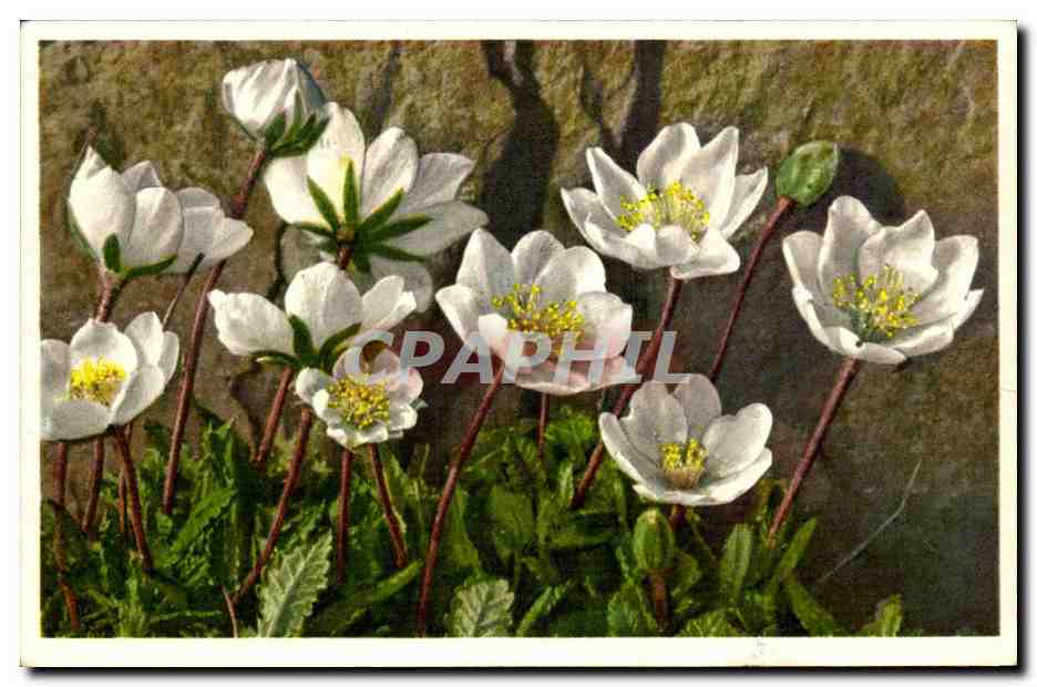 Fleurs - Flowers - white wildflowers - CPA 