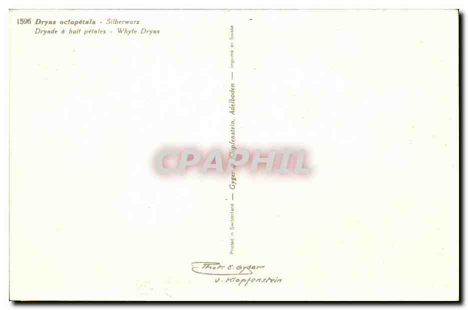 Fleurs - Flowers - white wildflowers - CPA  — Rückseite