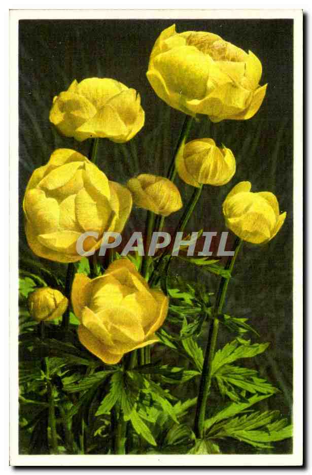 Fleurs - Flowers - brigt yellow flowers - CPA 