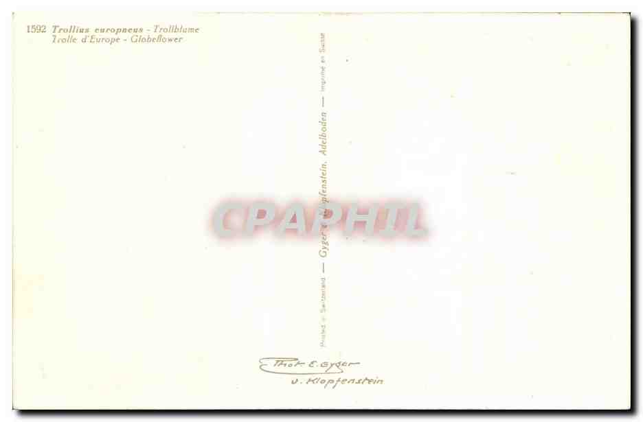 Fleurs - Flowers - brigt yellow flowers - CPA  — Verso