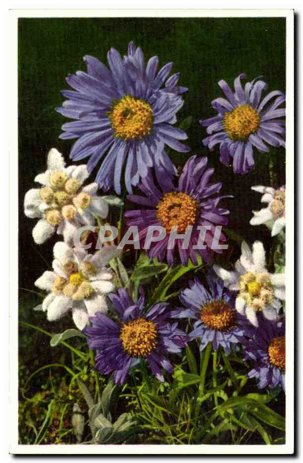 Fleurs - Flowers - big purple daisies - CPA 