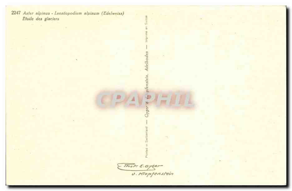 Fleurs - Flowers - big purple daisies - CPA  — Verso