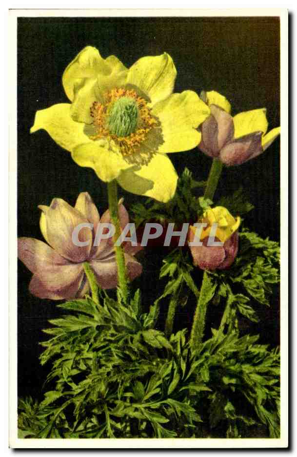 Fleurs - Flowers - big yellow flowers - CPA 