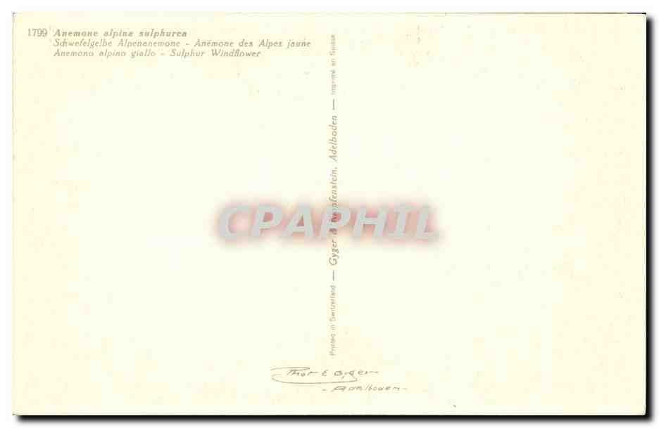 Fleurs - Flowers - big yellow flowers - CPA  — Verso