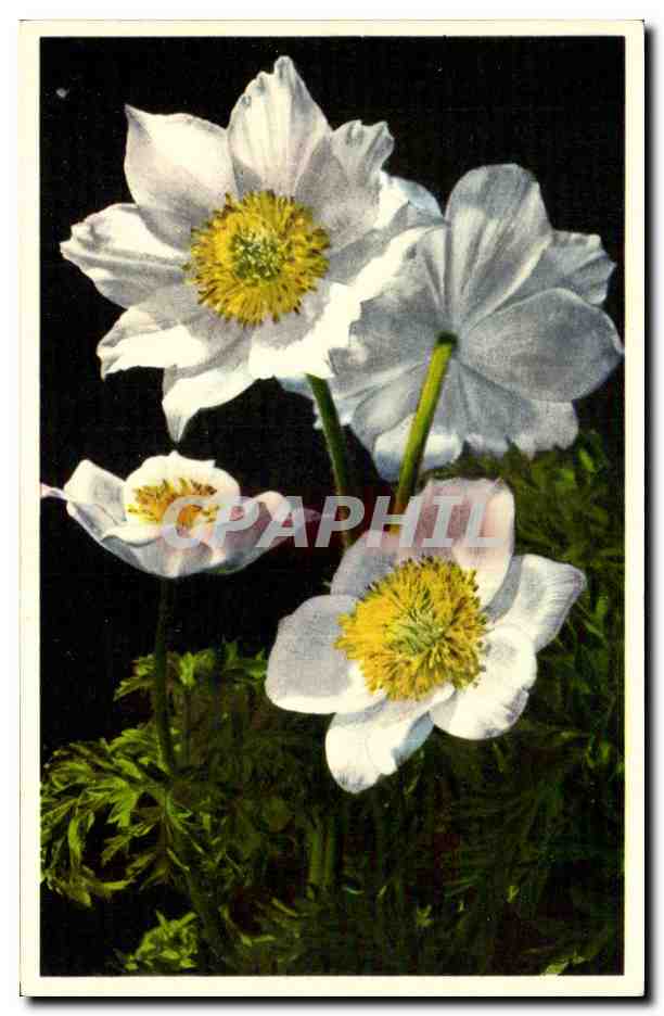 Fleurs - Flowers - big white flowers - CPA 