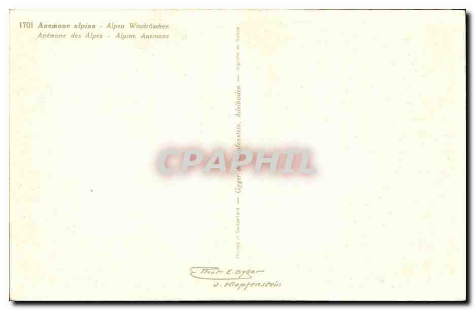 Fleurs - Flowers - big white flowers - CPA  — Verso