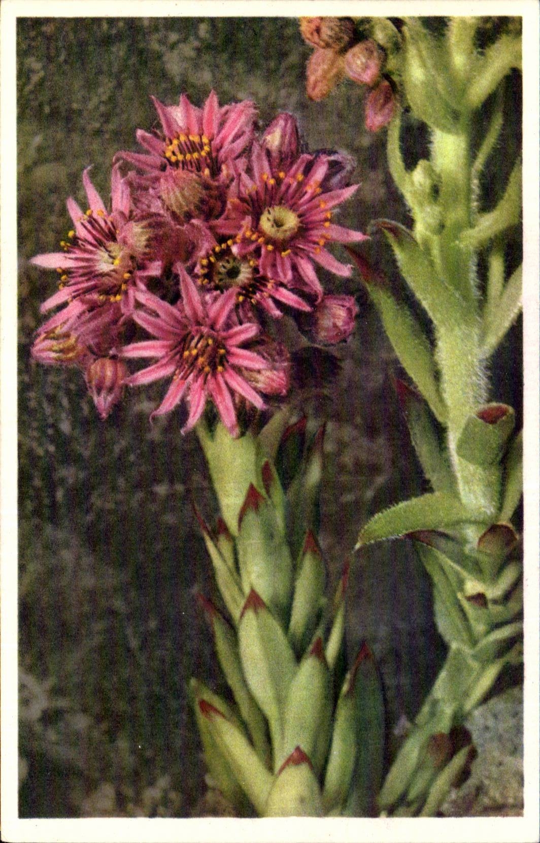 Fleurs - Flowers - pretty purple wildflowers - CPA 