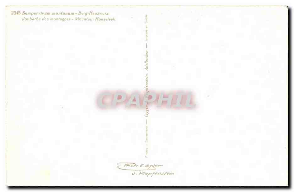 Fleurs - Flowers - pretty purple wildflowers - CPA  — Verso