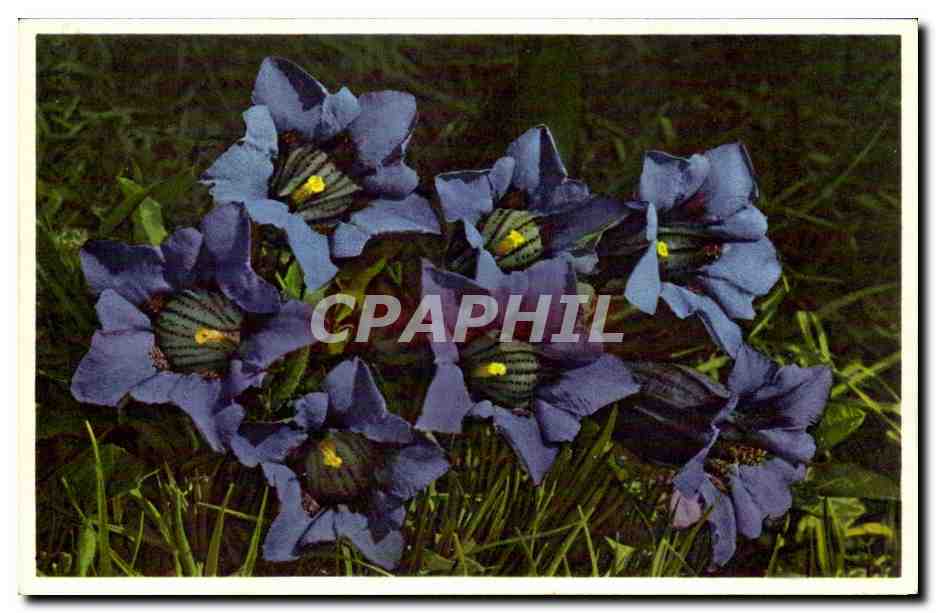 Fleurs - Flowers - pretty purple wildflowers - CPA 