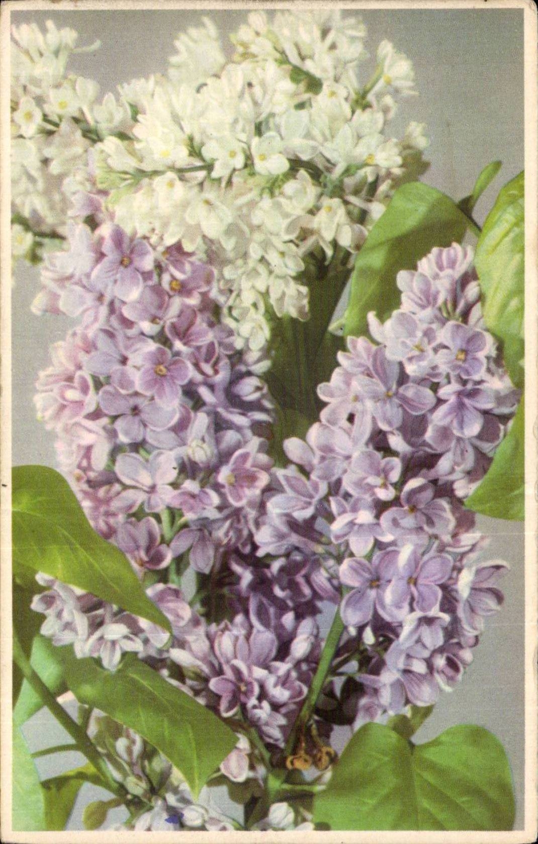 Fleurs - Flowers - pretty white flowers - CPA 