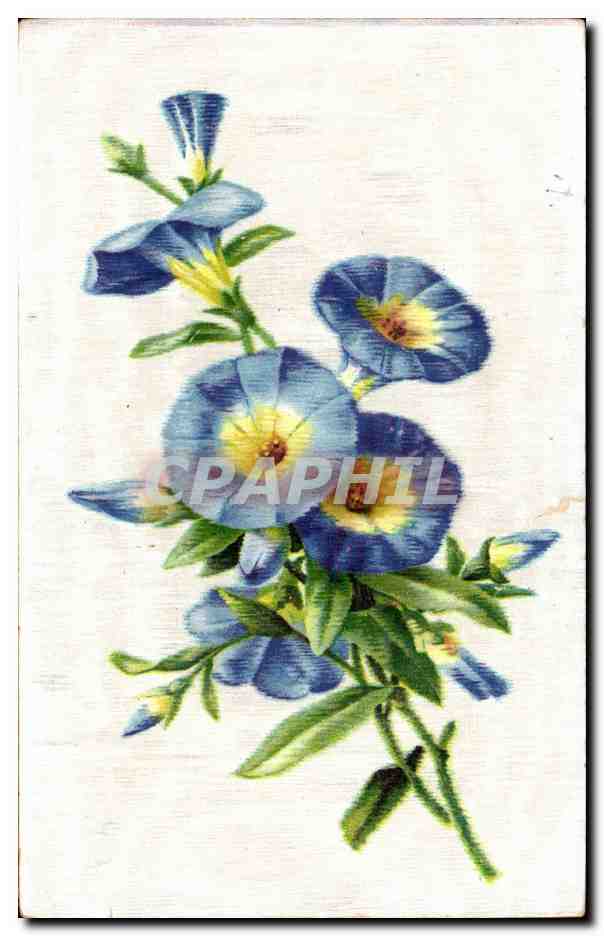 Fleurs - Flowers - purple flowers - CPA 