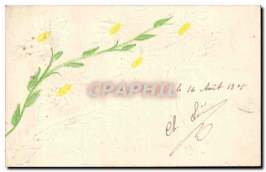 Fleurs - Flowers - daisies - CPA 