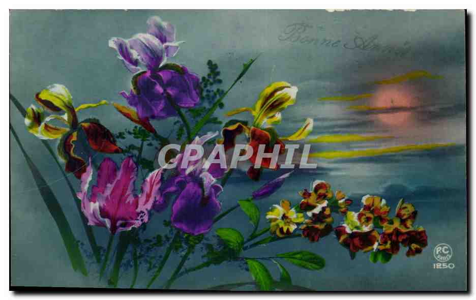 Fleurs - Flowers - exotic flowers at sunset - CPA 