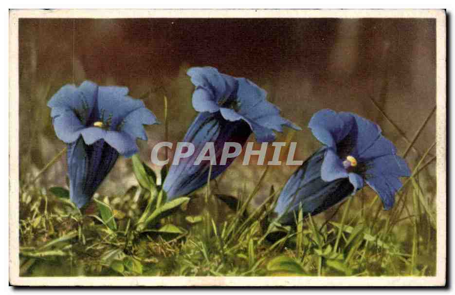 Fleurs - Flowers - bright purple flowers - CPA 