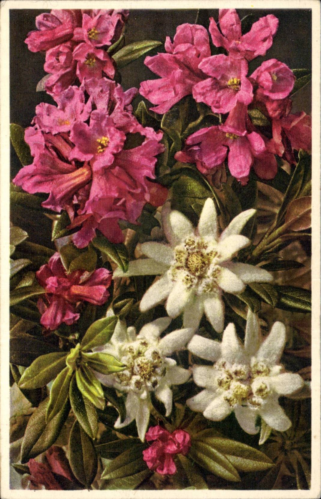 Fleurs - Flowers - colorful flowers - CPA 