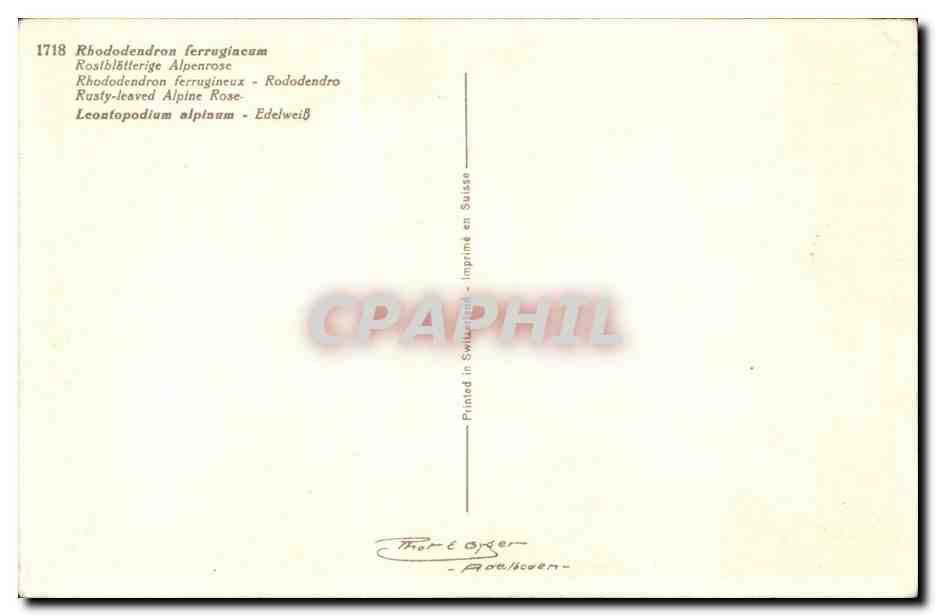 Fleurs - Flowers - colorful flowers - CPA  — Verso