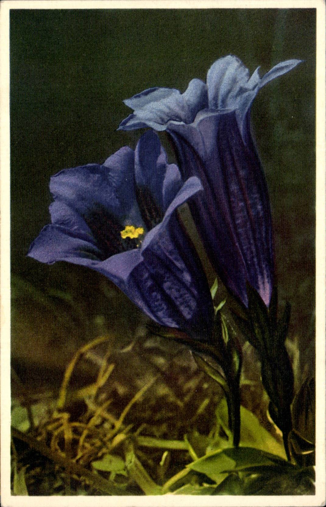 Fleurs - Flowers - pretty purple flowers - CPA 