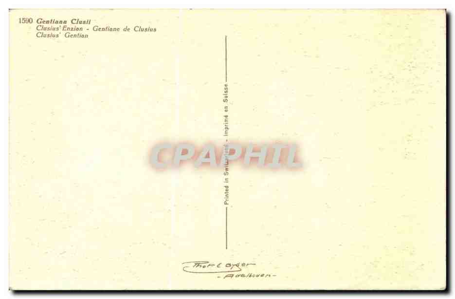 Fleurs - Flowers - pretty purple flowers - CPA  — Verso