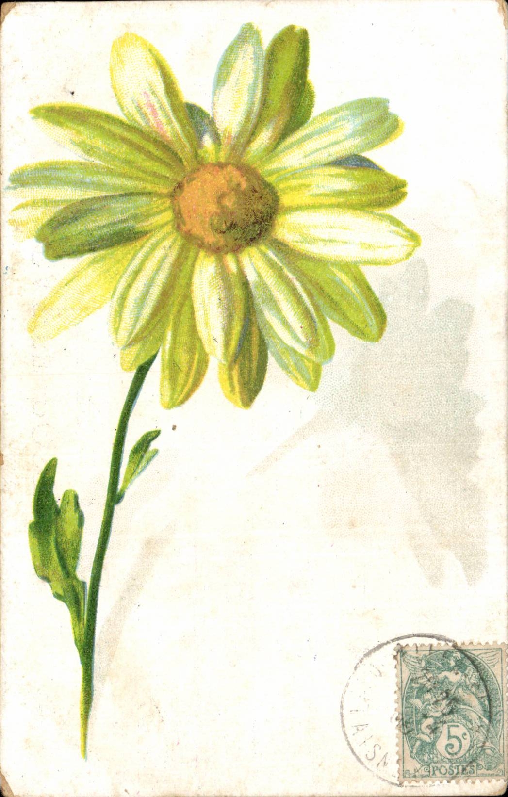 Fleurs - Flowers - happy daisy - CPA 