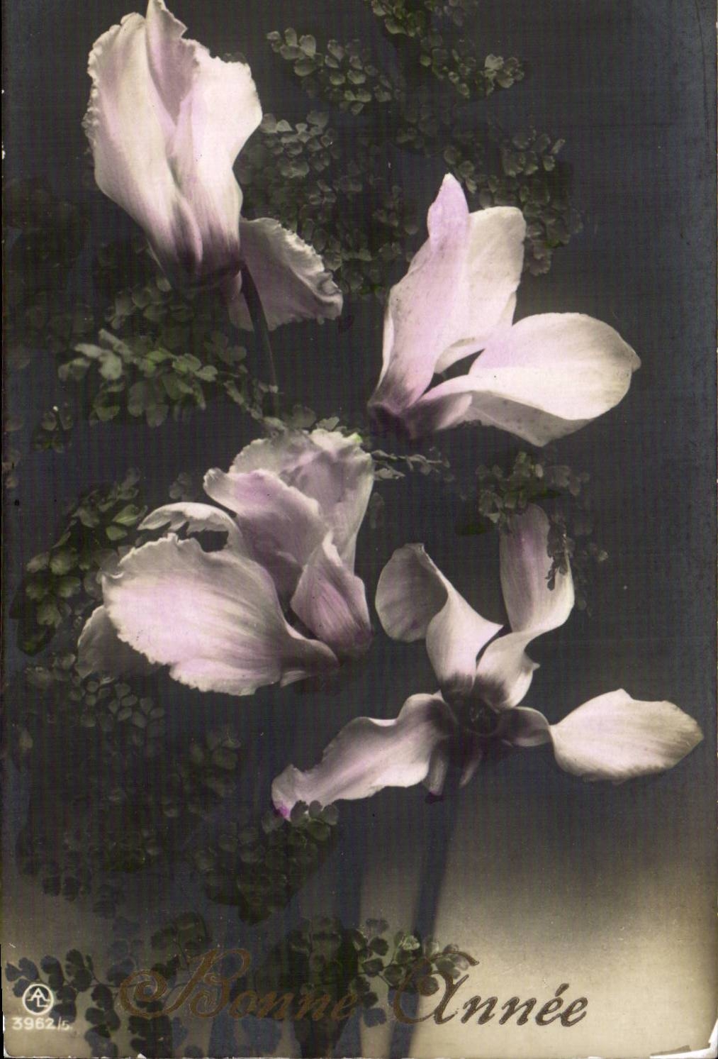 Fleurs - Flowers - white blooms - CPA 