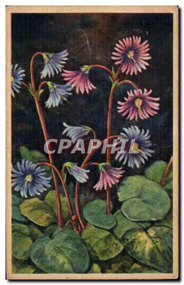Fleurs - Flowers - little victorian flowers - CPA 