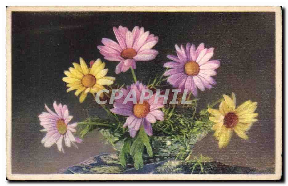 Fleurs - Flowers - daisies - CPA 