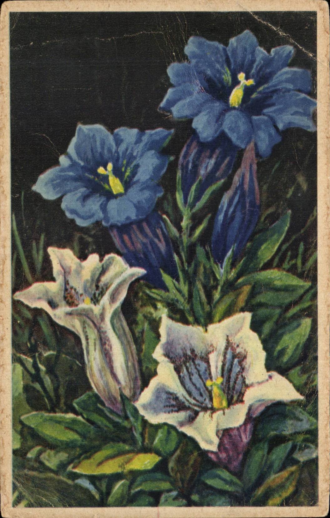 Fleurs - Flowers - pretty blue flowers - CPA 