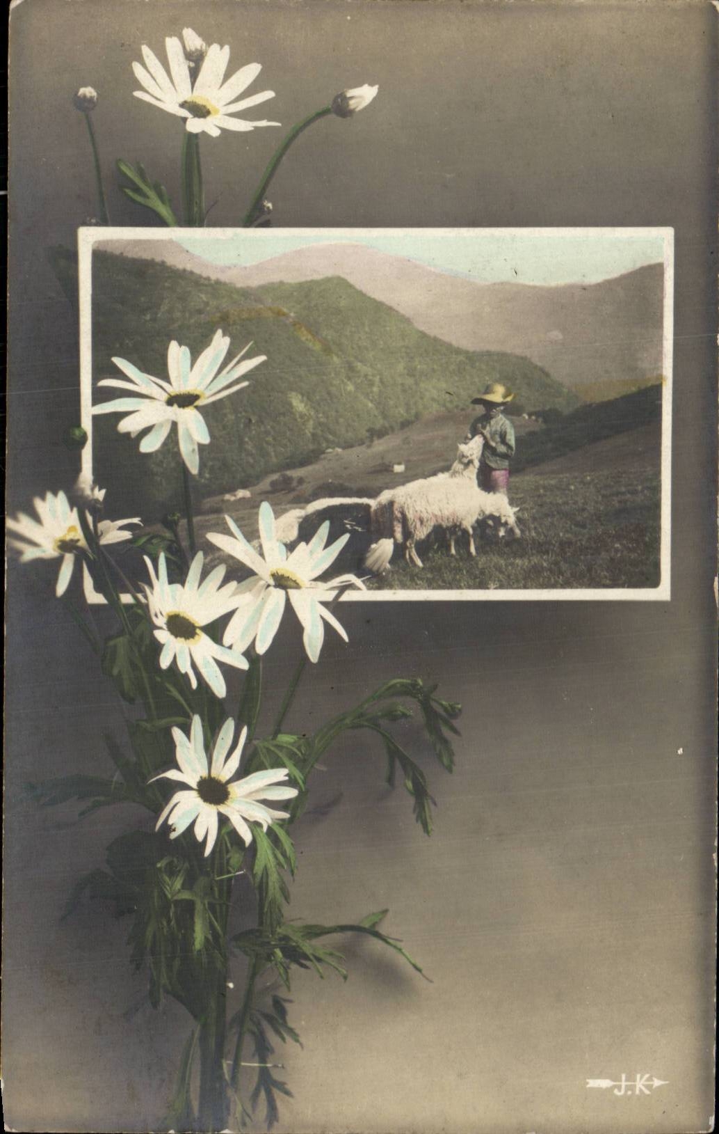 Fleurs - Flowers - daisies - mouton - sheep - CPA 