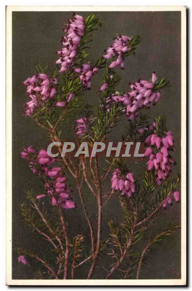 Fleurs - Flowers - pretty wildflowers - CPA 
