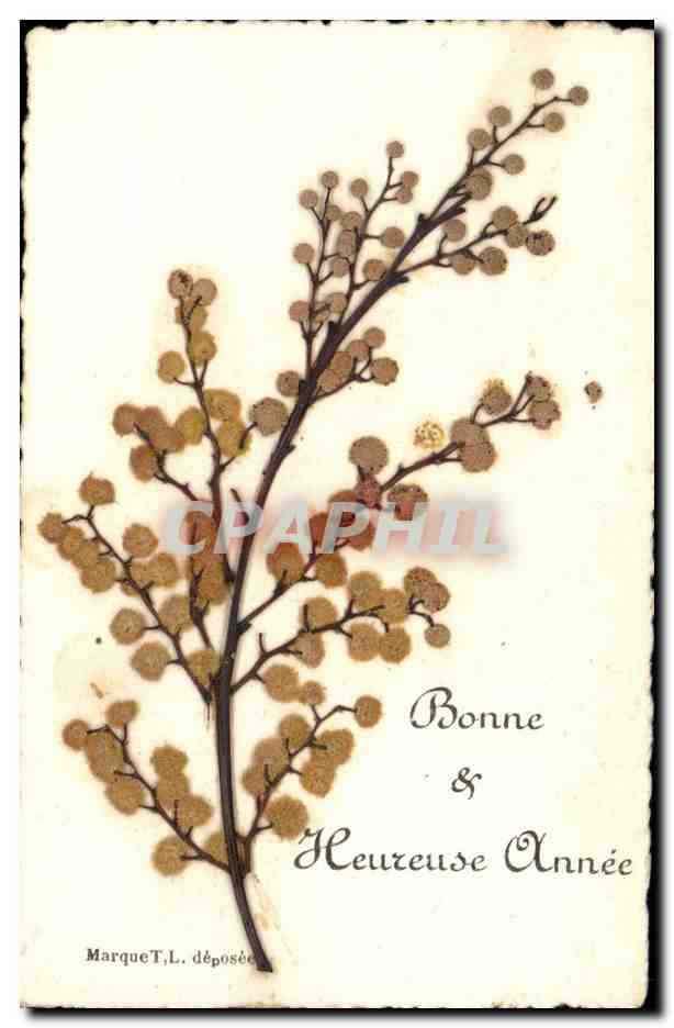 Fleurs - Flowers - Branch of pussywillows - CPA Fleurs sechees