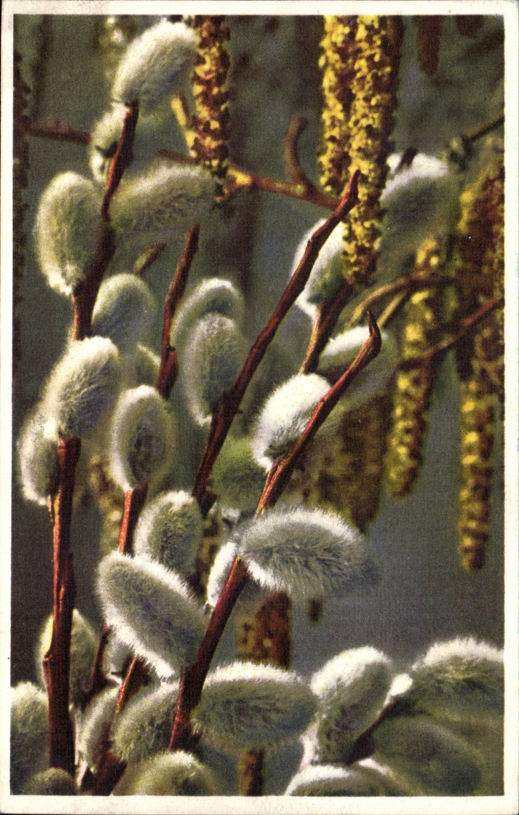 Fleurs - Flowers - close up of pussywilows - CPA 